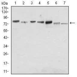 Anti-Syndecan-1 / CD138 antibody [1A3H4] used in Western Blot (WB). GTX00451