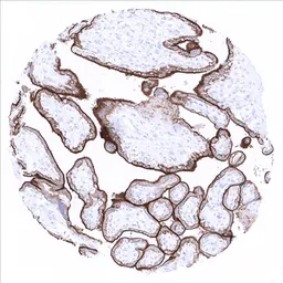 Anti-PD-L1 antibody [MSVA-711R] HistoMAX&trade; used in IHC (Paraffin sections) (IHC-P). GTX04362