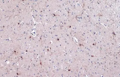 Anti-Iba1 antibody used in IHC (Paraffin sections) (IHC-P). GTX100042