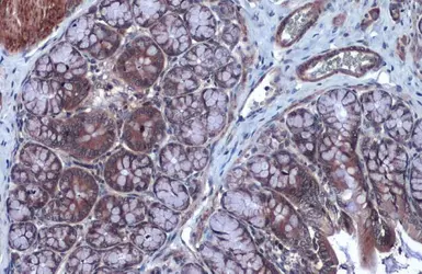 Anti-FOXO3A antibody [C3], C-term used in IHC (Paraffin sections) (IHC-P). GTX100277