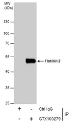 Anti-Flotillin 2 antibody [C3], C-term used in Immunoprecipitation (IP). GTX100279
