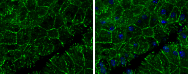Anti-E-Cadherin antibody used in IHC (Paraffin sections) (IHC-P). GTX100443