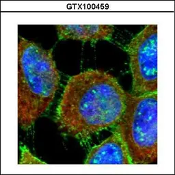Anti-MUC1 antibody used in Immunocytochemistry/ Immunofluorescence (ICC/IF). GTX100459