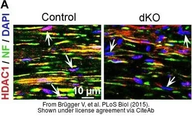 Anti-HDAC1 antibody used in IHC (Frozen sections) (IHC-Fr). GTX100513