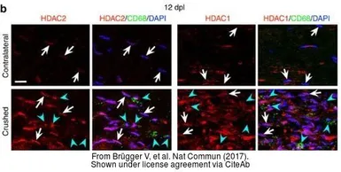 Anti-HDAC1 antibody used in IHC (Frozen sections) (IHC-Fr). GTX100513