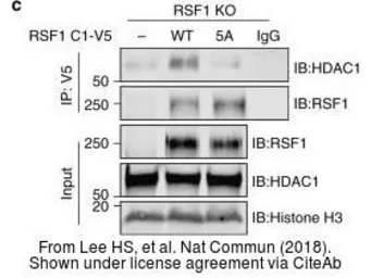 Anti-HDAC1 antibody used in Western Blot (WB). GTX100513