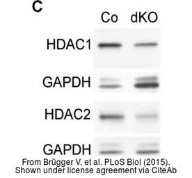 Anti-HDAC1 antibody used in Western Blot (WB). GTX100513