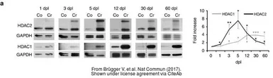 Anti-HDAC1 antibody used in Western Blot (WB). GTX100513