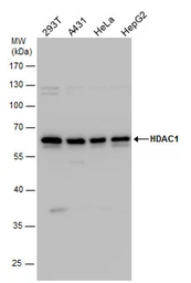 Anti-HDAC1 antibody used in Western Blot (WB). GTX100513