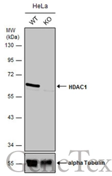 Anti-HDAC1 antibody used in Western Blot (WB). GTX100513