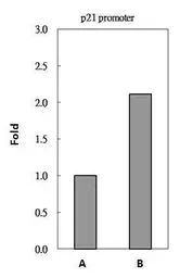 Anti-HDAC1 antibody used in ChIP assay (ChIP assay). GTX100513