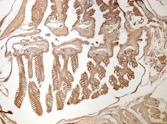 Anti-HDAC1 antibody used in IHC (Paraffin sections) (IHC-P). GTX100513
