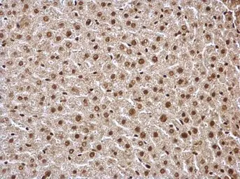 Anti-HDAC1 antibody used in IHC (Paraffin sections) (IHC-P). GTX100513