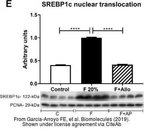 Anti-PCNA antibody used in Western Blot (WB). GTX100539