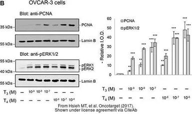 Anti-PCNA antibody used in Western Blot (WB). GTX100539