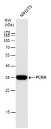 Anti-PCNA antibody used in Western Blot (WB). GTX100539