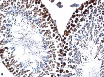 Anti-PCNA antibody used in IHC (Paraffin sections) (IHC-P). GTX100539