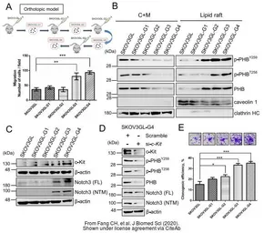 Anti-Prohibitin antibody used in Western Blot (WB). GTX101105
