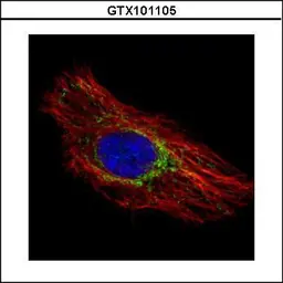 Anti-Prohibitin antibody used in Immunocytochemistry/ Immunofluorescence (ICC/IF). GTX101105
