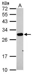 Anti-Prohibitin antibody used in Western Blot (WB). GTX101105
