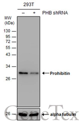 Anti-Prohibitin antibody used in Western Blot (WB). GTX101105