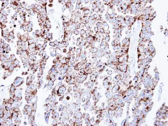 Anti-Prohibitin antibody used in IHC (Paraffin sections) (IHC-P). GTX101105