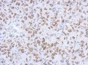 Anti-Lamin A + C antibody used in IHC (Paraffin sections) (IHC-P). GTX101127