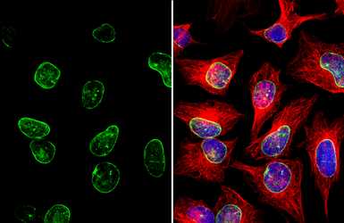 Anti-Lamin A + C antibody used in Immunocytochemistry/ Immunofluorescence (ICC/IF). GTX101127
