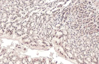 Anti-Lamin A + C antibody used in IHC (Paraffin sections) (IHC-P). GTX101127