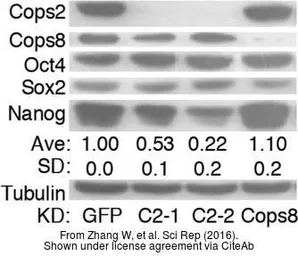 Anti-SOX2 antibody [N1C3] used in Western Blot (WB). GTX101507