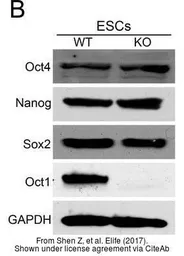 Anti-SOX2 antibody [N1C3] used in Western Blot (WB). GTX101507