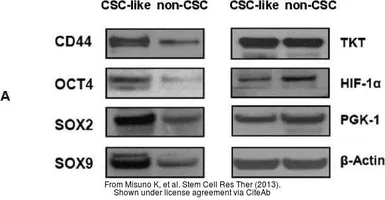 Anti-SOX2 antibody [N1C3] used in Western Blot (WB). GTX101507