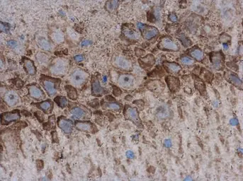 Anti-AChE antibody used in IHC (Paraffin sections) (IHC-P). GTX101648