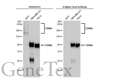 Anti-CD44 antibody used in Western Blot (WB). GTX102111