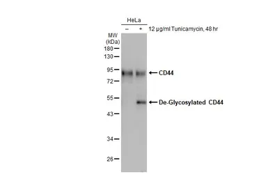 Anti-CD44 antibody used in Western Blot (WB). GTX102111