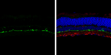 Anti-Tyrosine Hydroxylase antibody [N1C1] used in IHC (Frozen sections) (IHC-Fr). GTX102424