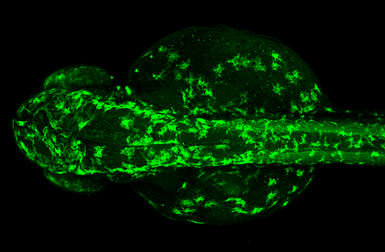 Anti-Tyrosine Hydroxylase antibody [N1C1] used in IHC (Whole mount) (IHC-Wm). GTX102424