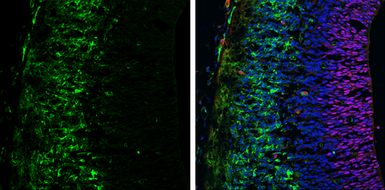 Anti-Tyrosine Hydroxylase antibody [N1C1] used in IHC (Frozen sections) (IHC-Fr). GTX102424