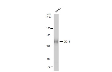 Anti-CD13 antibody used in Western Blot (WB). GTX102788
