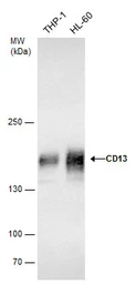 Anti-CD13 antibody used in Western Blot (WB). GTX102788