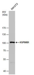 Anti-GRP94 antibody used in Western Blot (WB). GTX103232