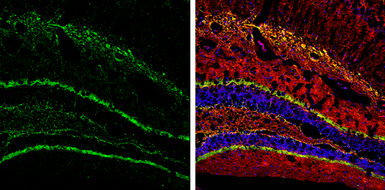 Anti-Calretinin antibody used in IHC (Frozen sections) (IHC-Fr). GTX103261