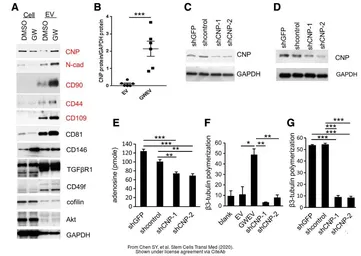 Anti-CNPase antibody used in Western Blot (WB). GTX103954