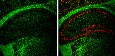 Anti-CNPase antibody used in IHC (Frozen sections) (IHC-Fr). GTX103954