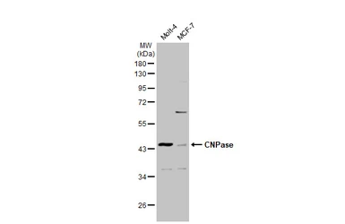 Anti-CNPase antibody used in Western Blot (WB). GTX103954