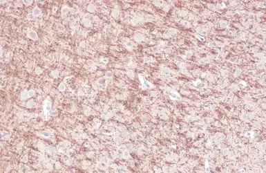 Anti-CNPase antibody used in IHC (Paraffin sections) (IHC-P). GTX103954