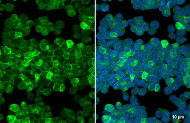 Anti-CNPase antibody used in Immunocytochemistry/ Immunofluorescence (ICC/IF). GTX103954
