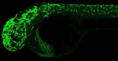 Anti-Pyruvate Dehydrogenase E1 alpha antibody used in IHC (Whole mount) (IHC-Wm). GTX104015