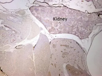 Anti-Pyruvate Dehydrogenase E1 alpha antibody used in IHC (Paraffin sections) (IHC-P). GTX104015