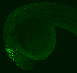 Anti-Pyruvate Dehydrogenase E1 alpha antibody used in IHC (Whole mount) (IHC-Wm). GTX104015